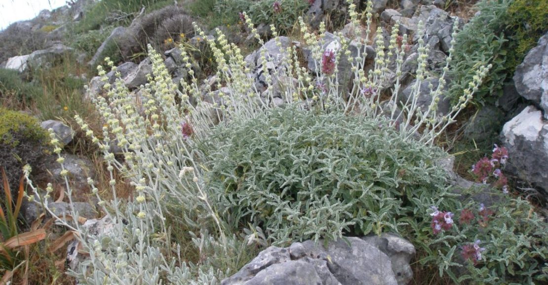 Wild herbs of Crete
